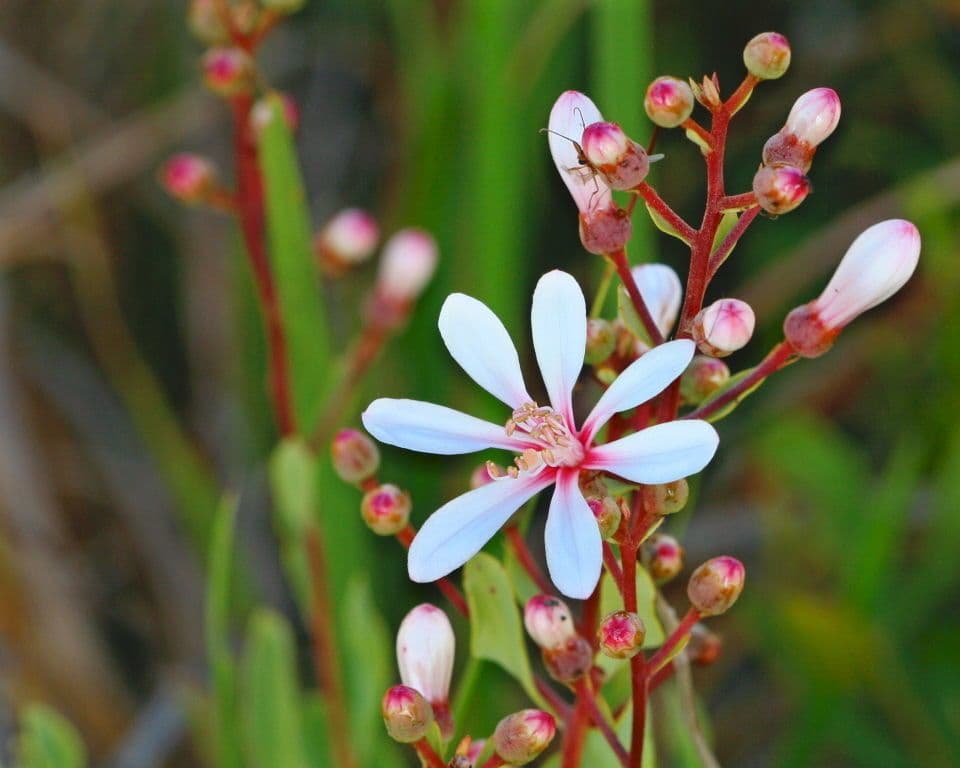 Teerblume 5