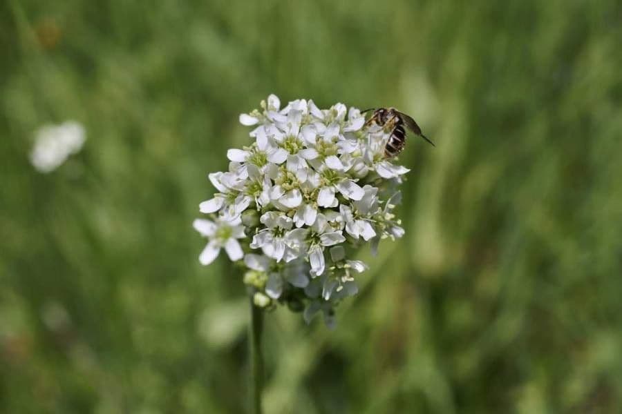 Silene