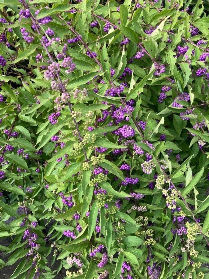 Bellezza viola