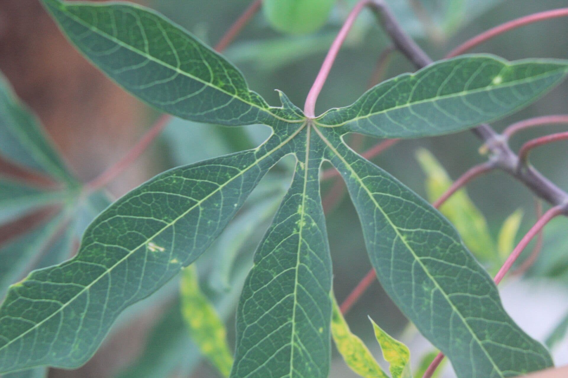 Manihot aesculifolia 7