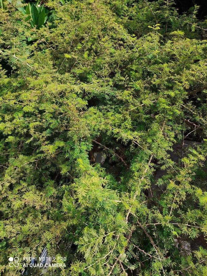 Prosopis 10
