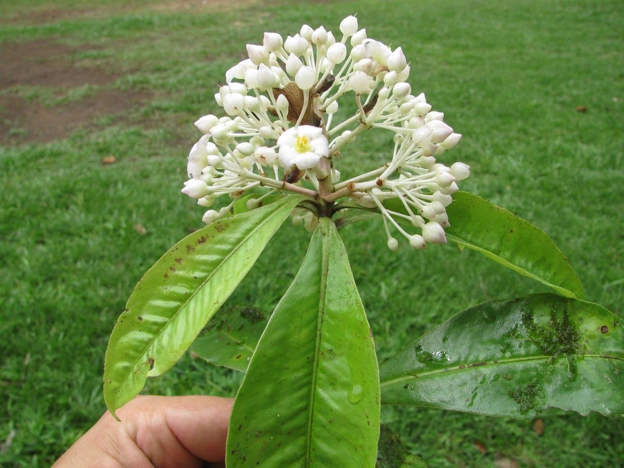 Ardisia 8