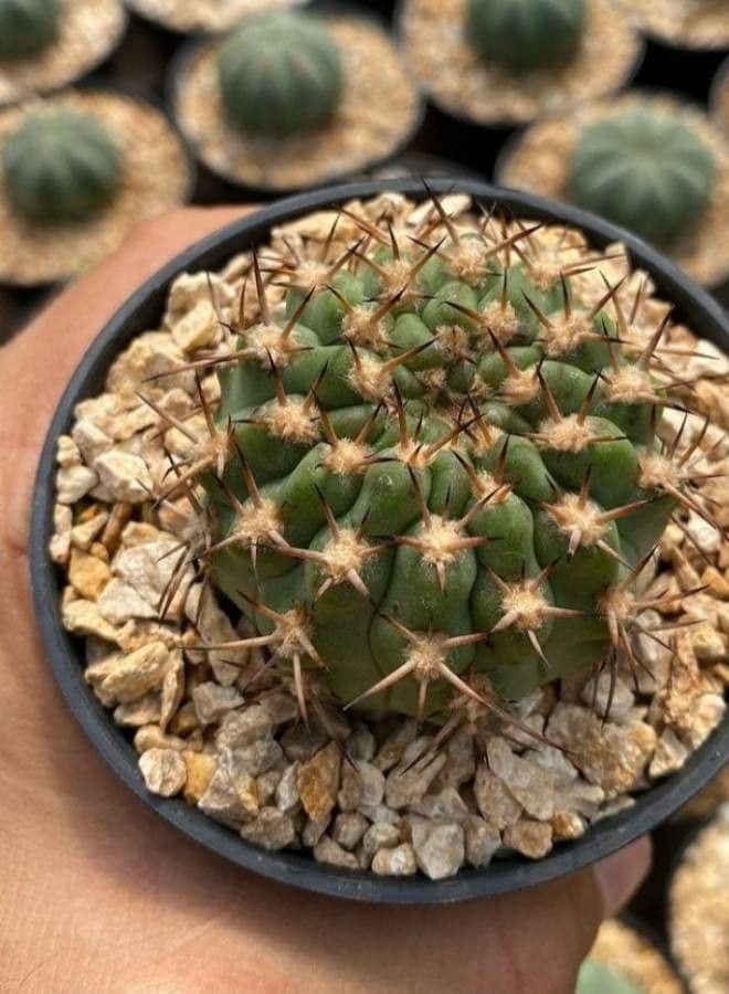 Gymnocalycium 14