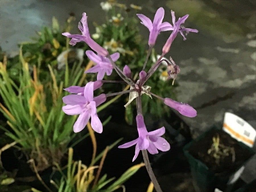 Tulbaghia 7