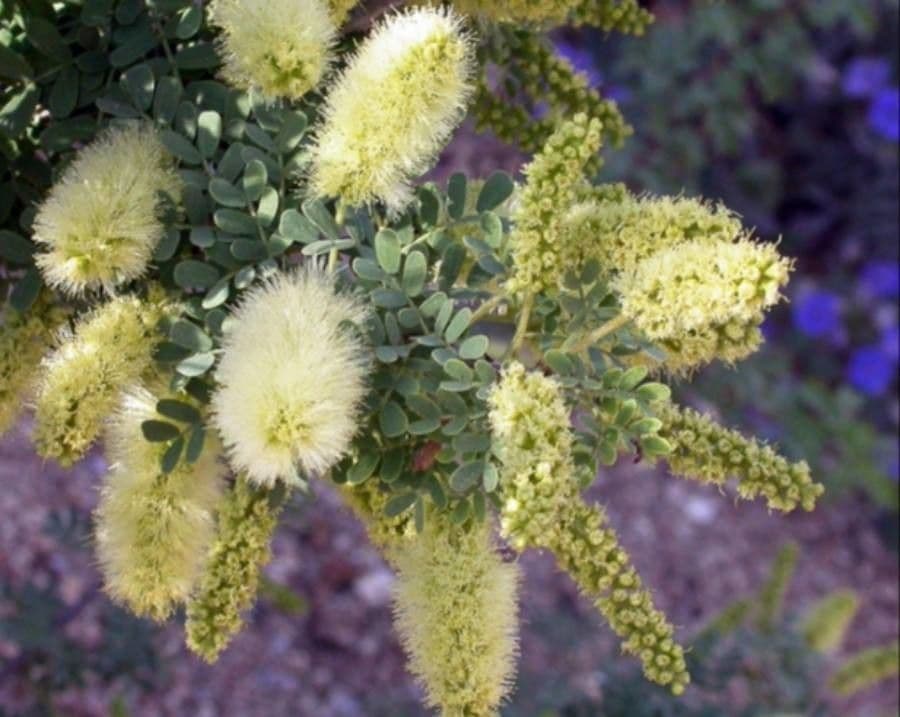 Kalternuss 6