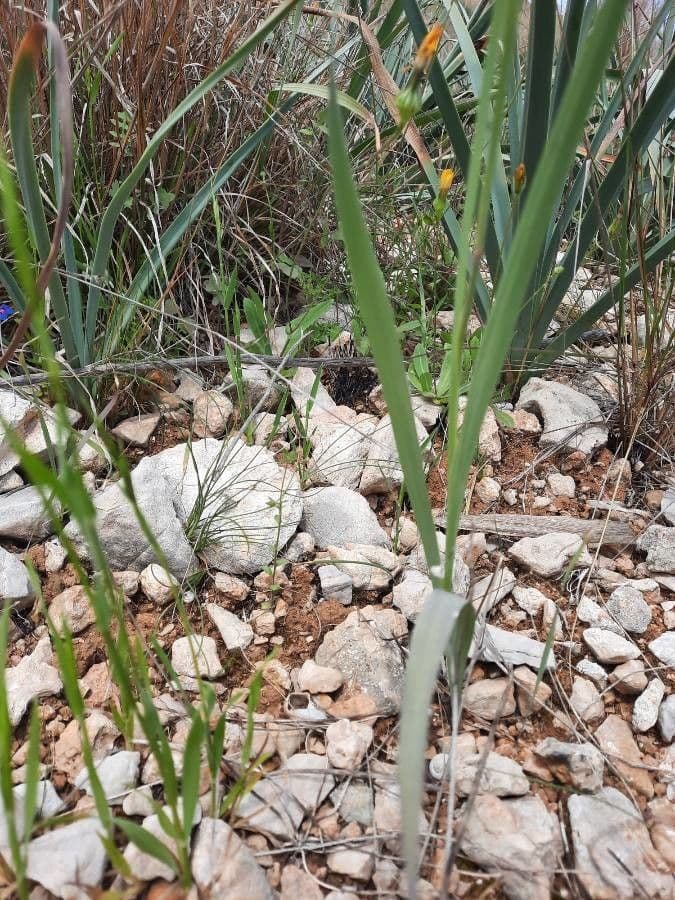 Illyrische Gladiole 13