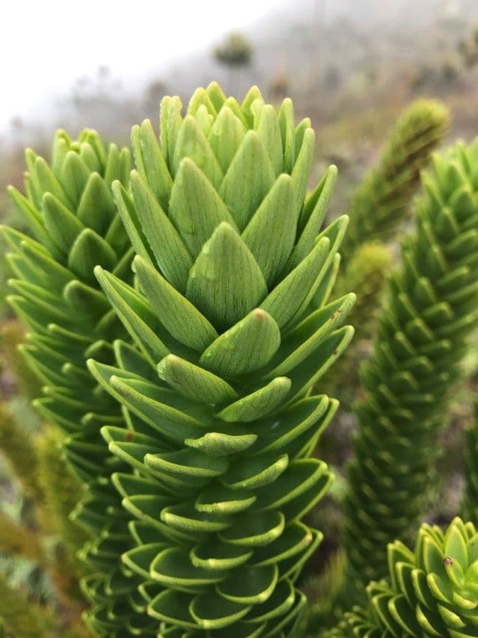 Araucaria 10