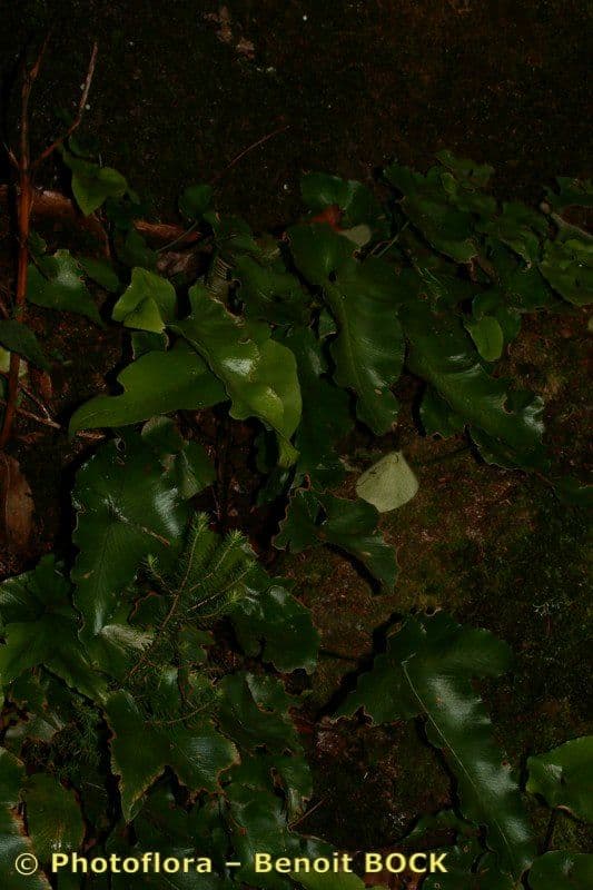 Asplenium hemionitis 6