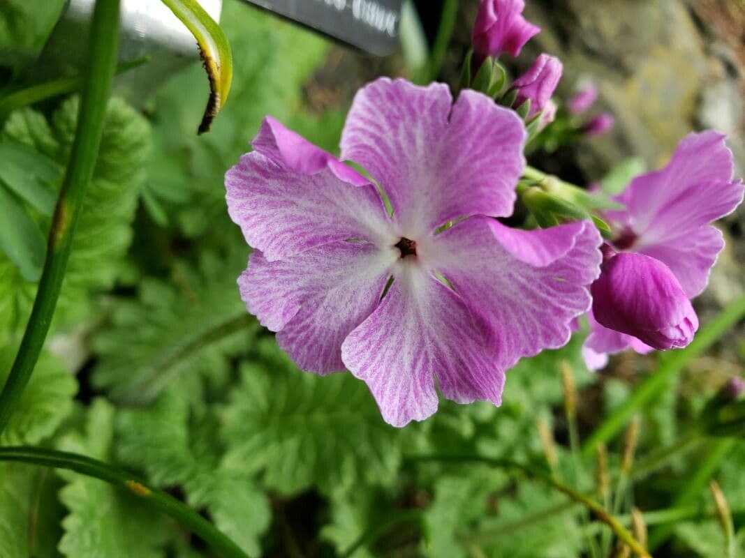 Primula di Siebold 4