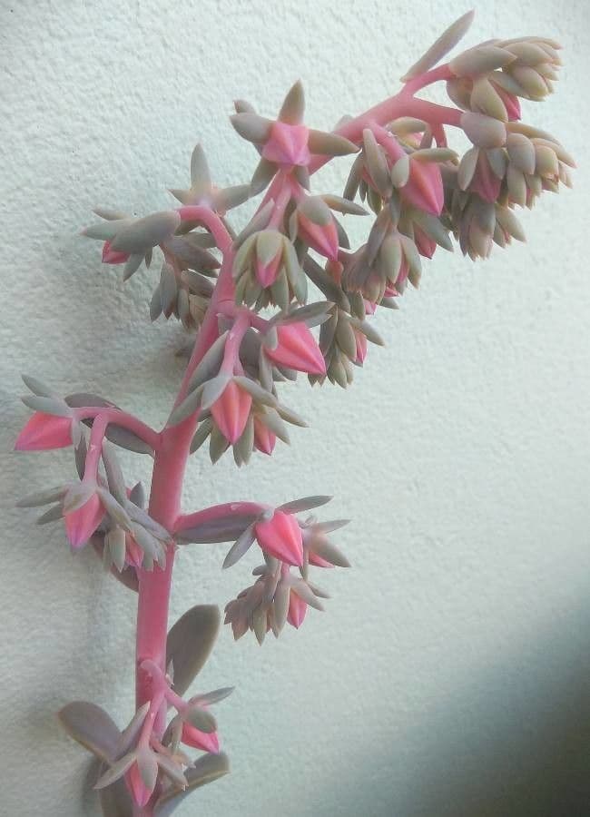 Echeveria 6