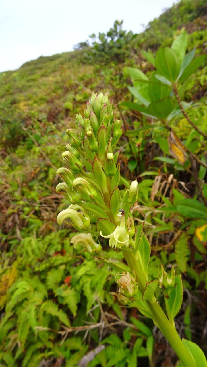 Lobelia 7