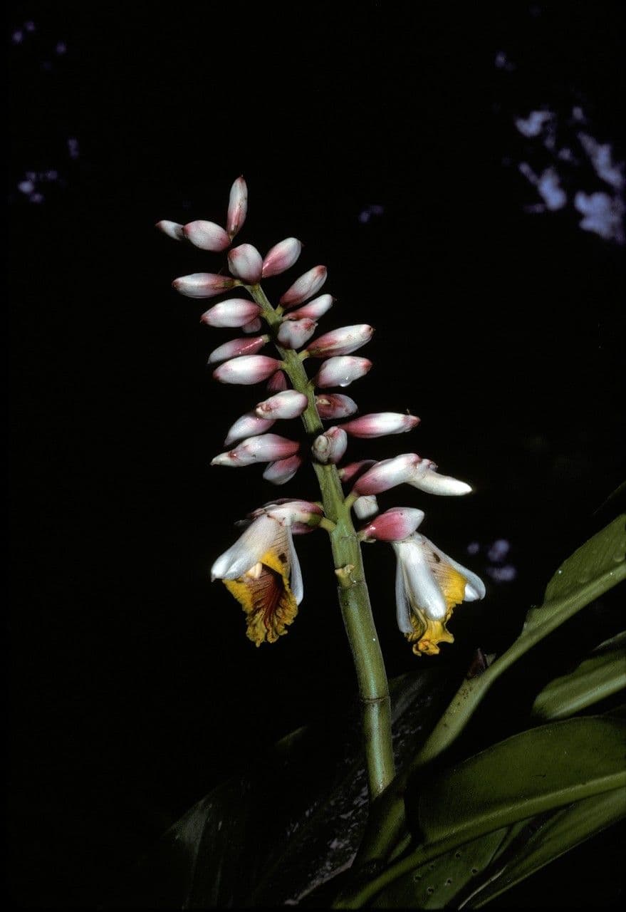 Alpinia