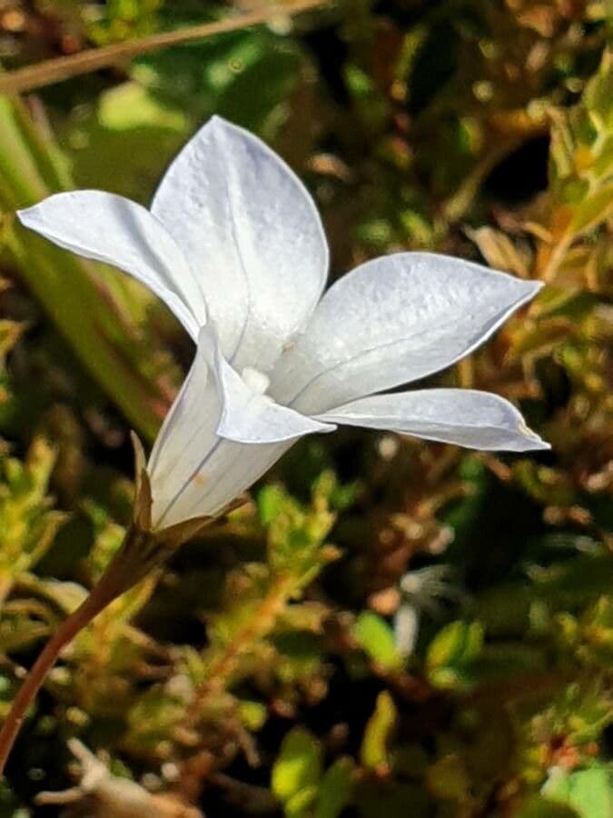 Wahlenbergia