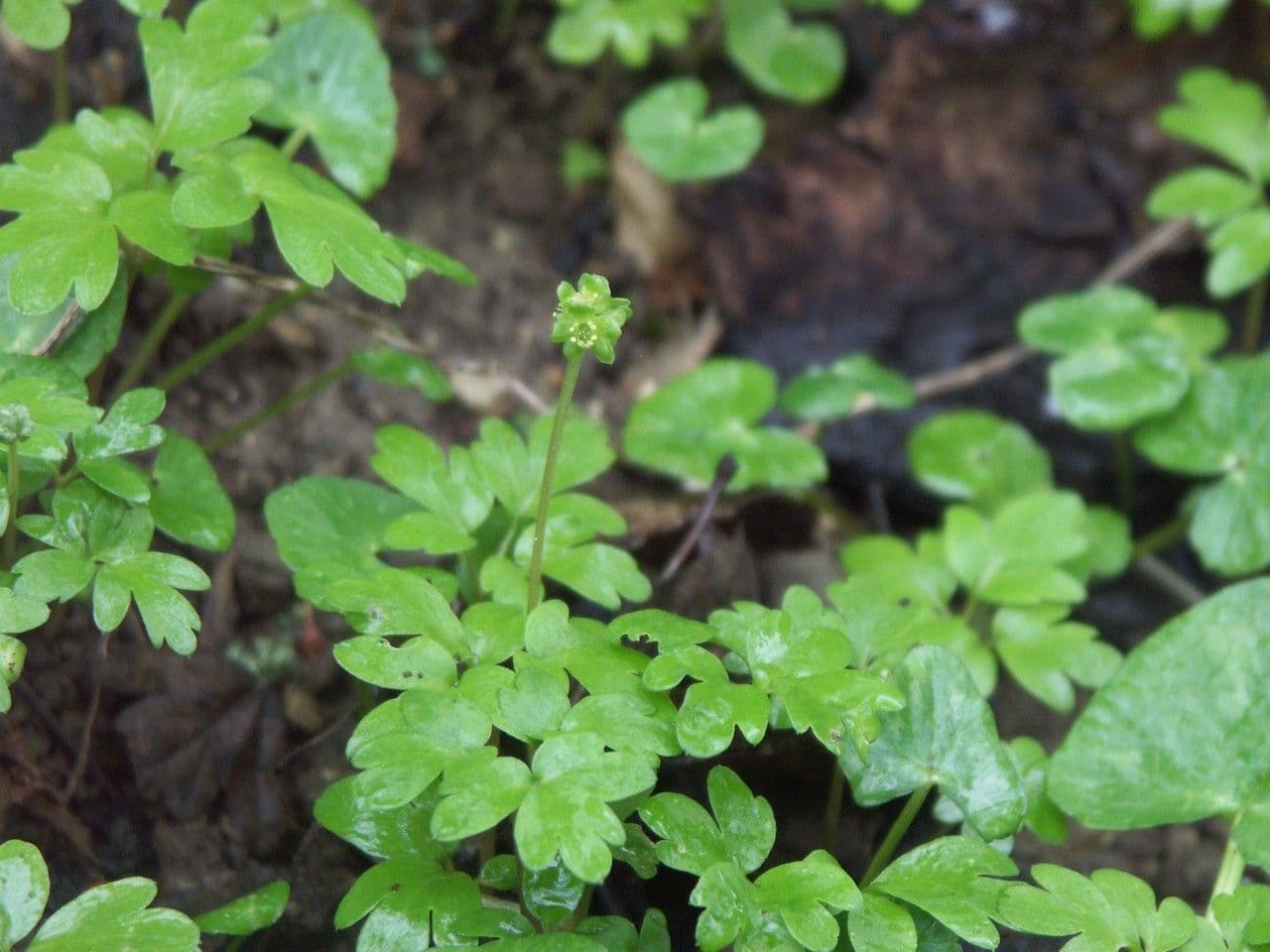 Erba moscatellina 20