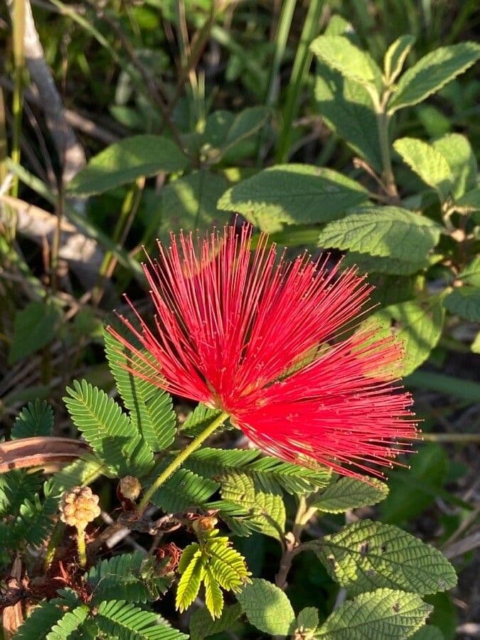 Calliandra di Tweed 2