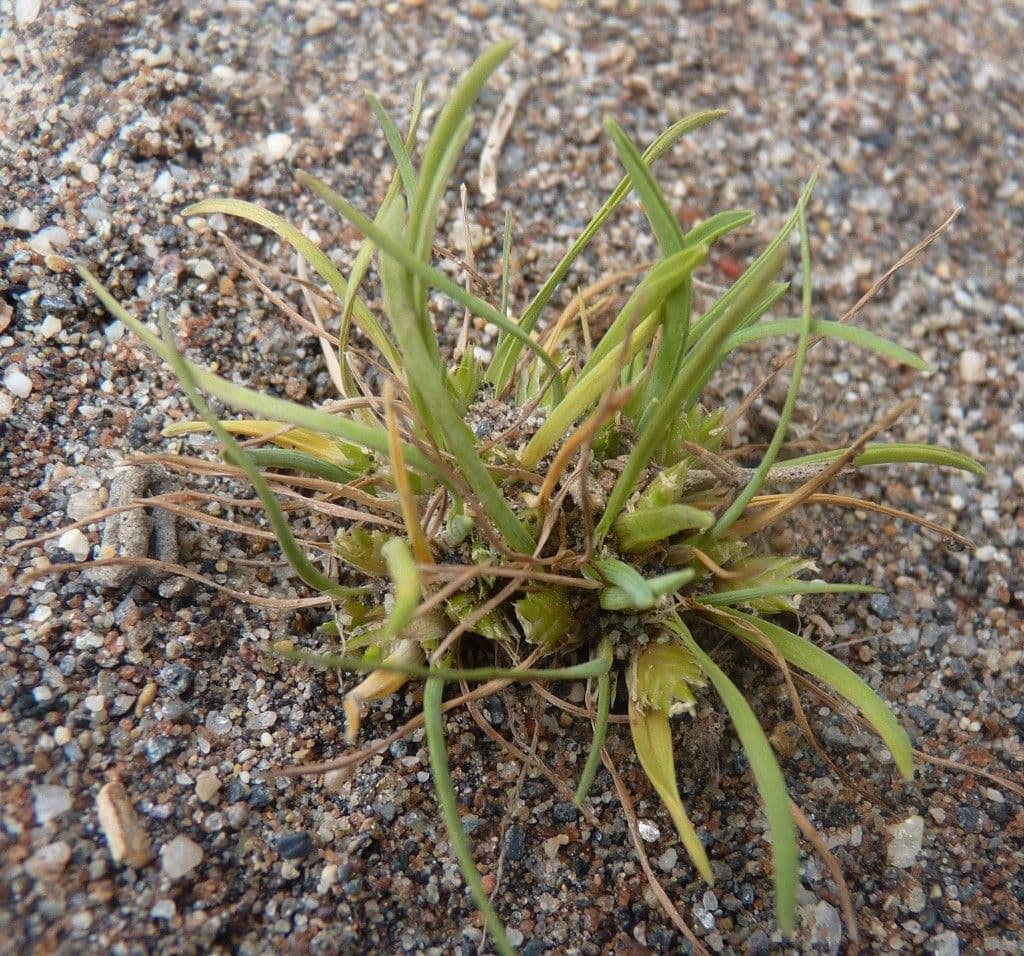 Ammochloa 5