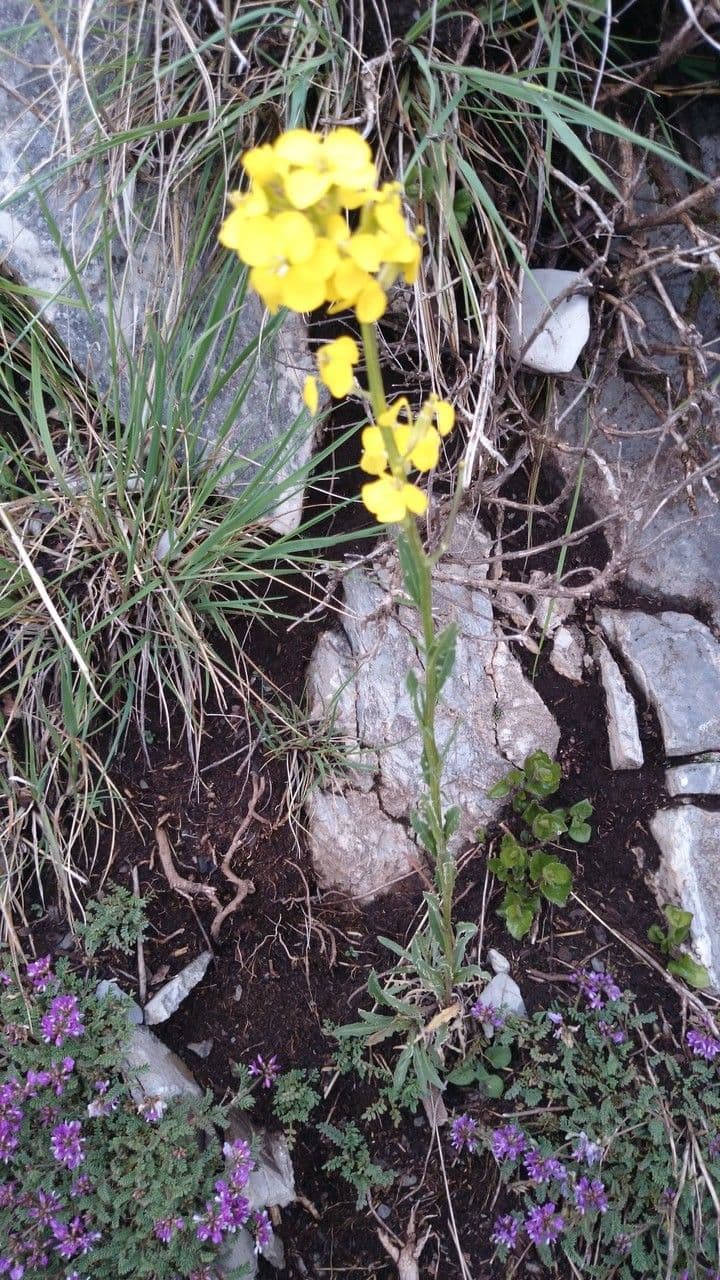 Draba 5