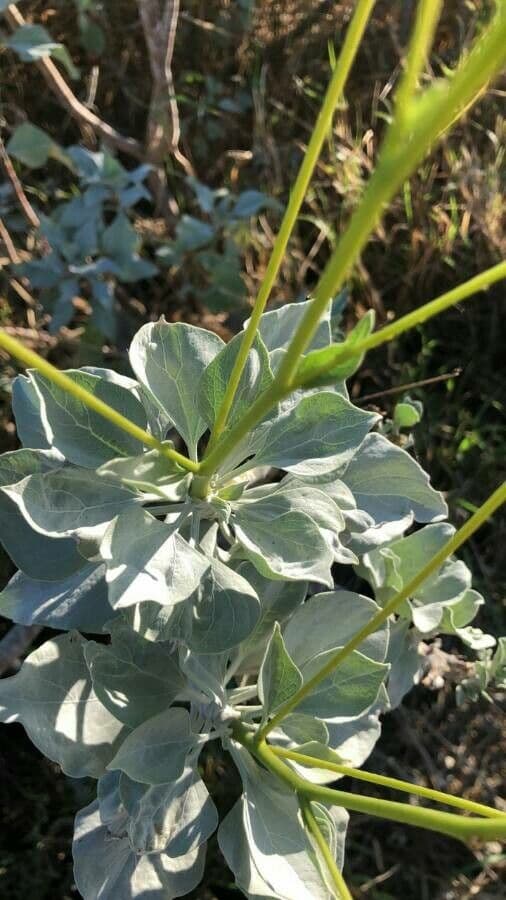 Encelia 12