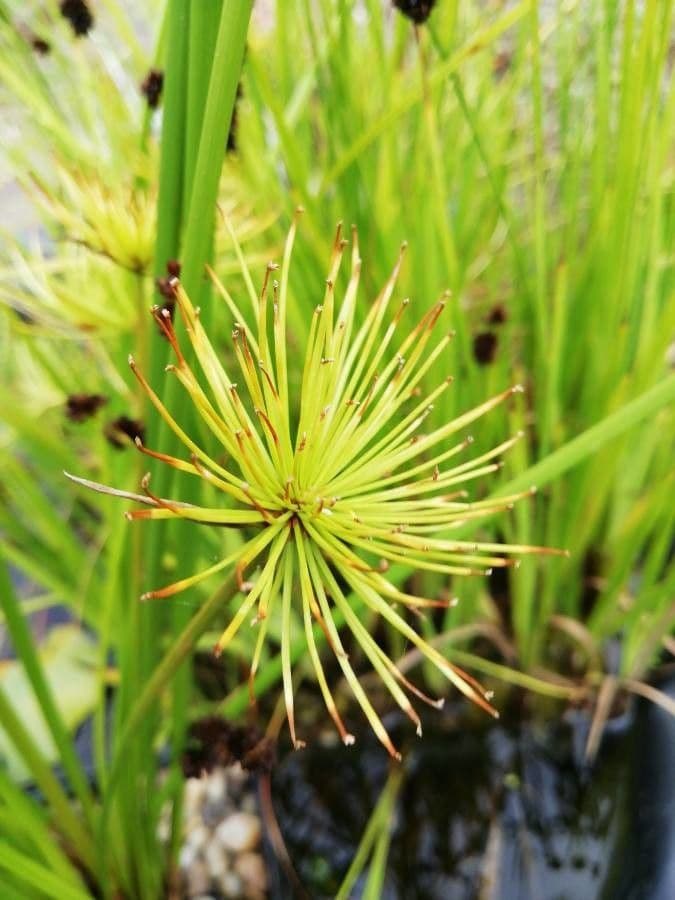Papyrusstaude 4