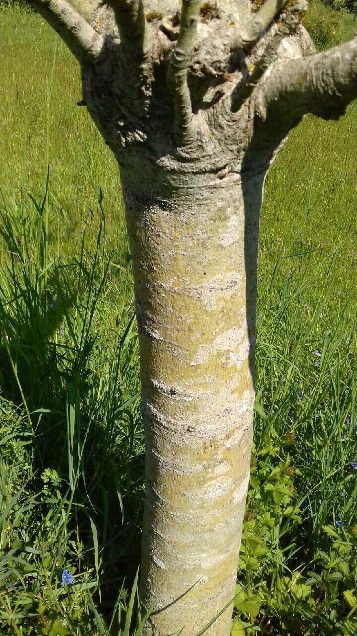 Chinesischer Flaschenbaum 25