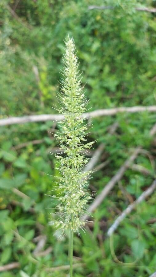 Setaria 7