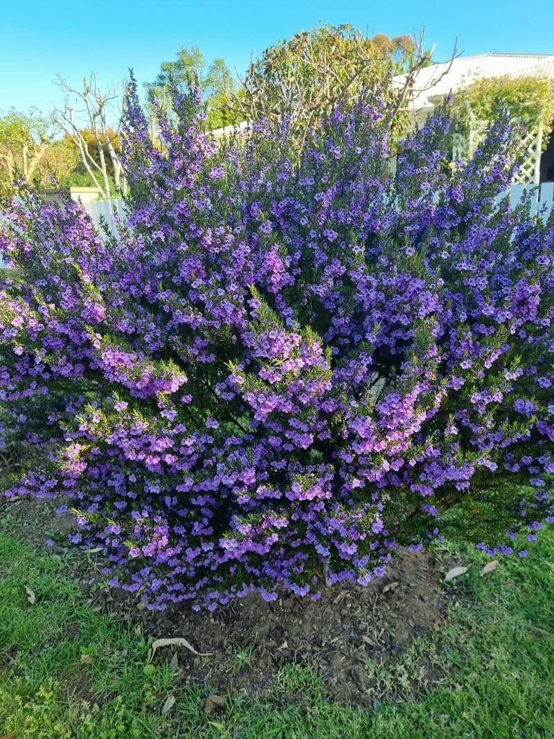 Prostanthera 6