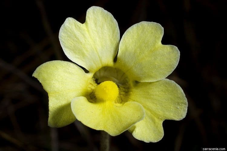 Pinguicula lutea 2