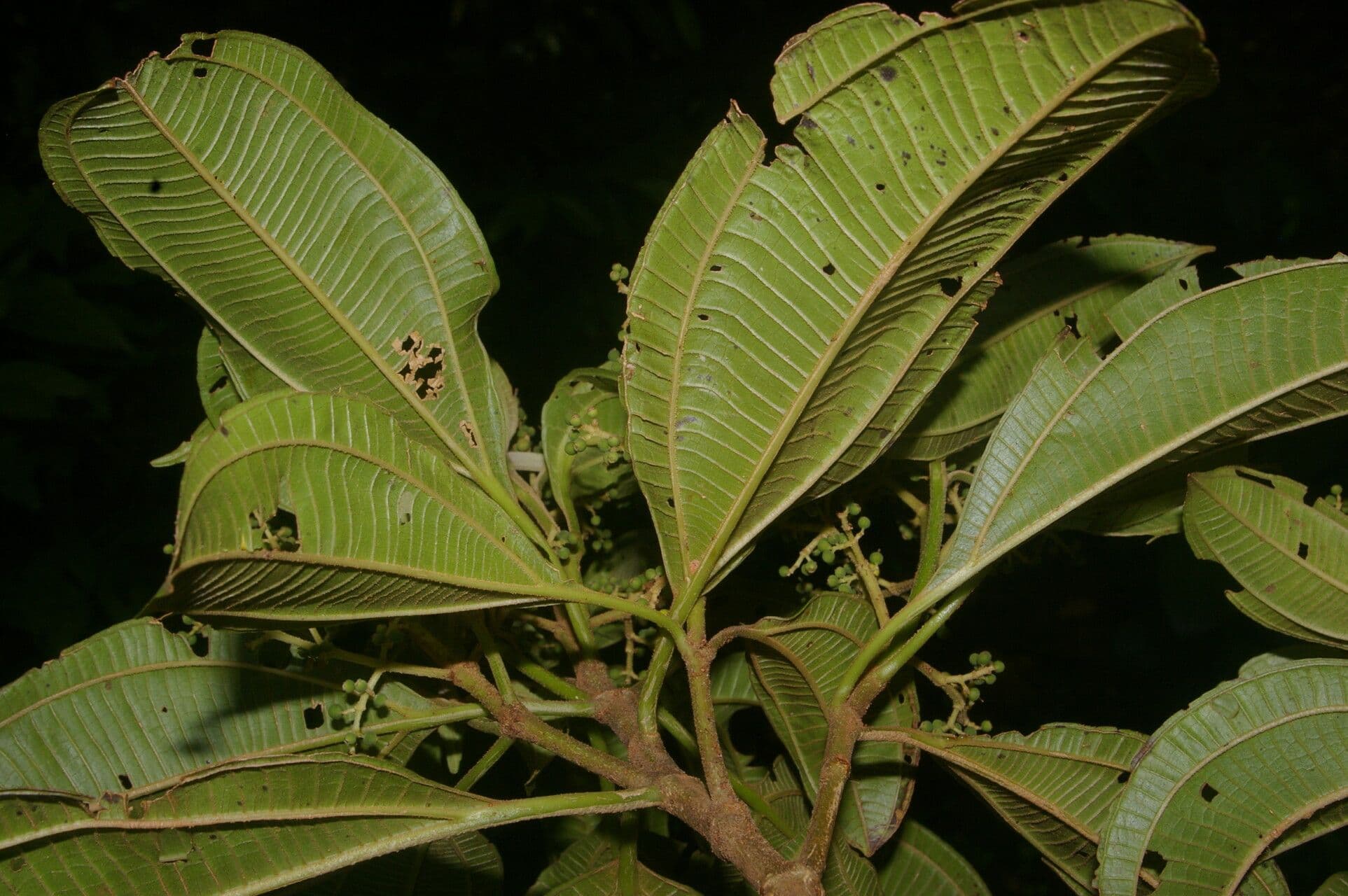 Miconia theizans 9