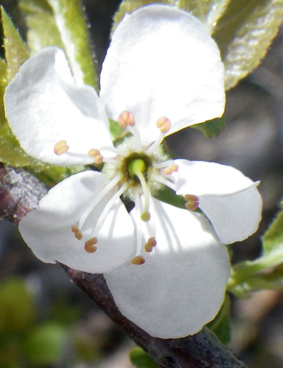 Viola 2