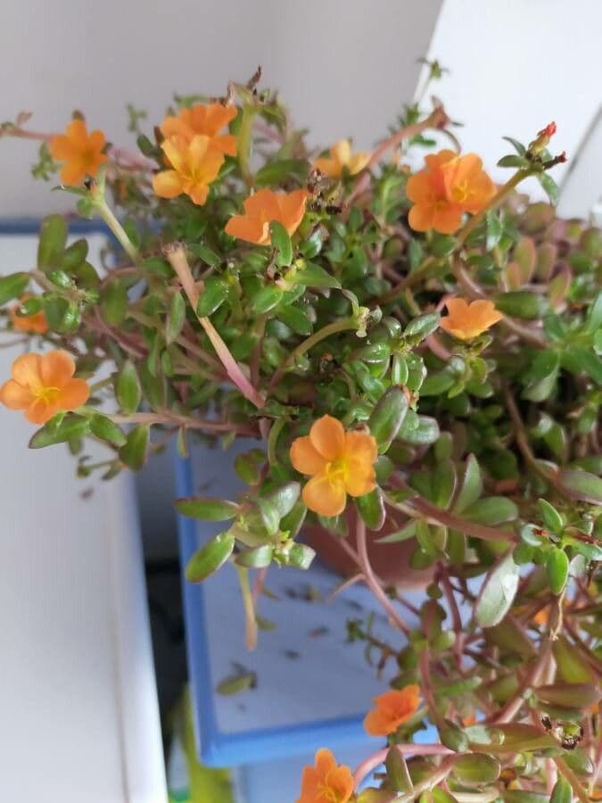 Porcellana 9