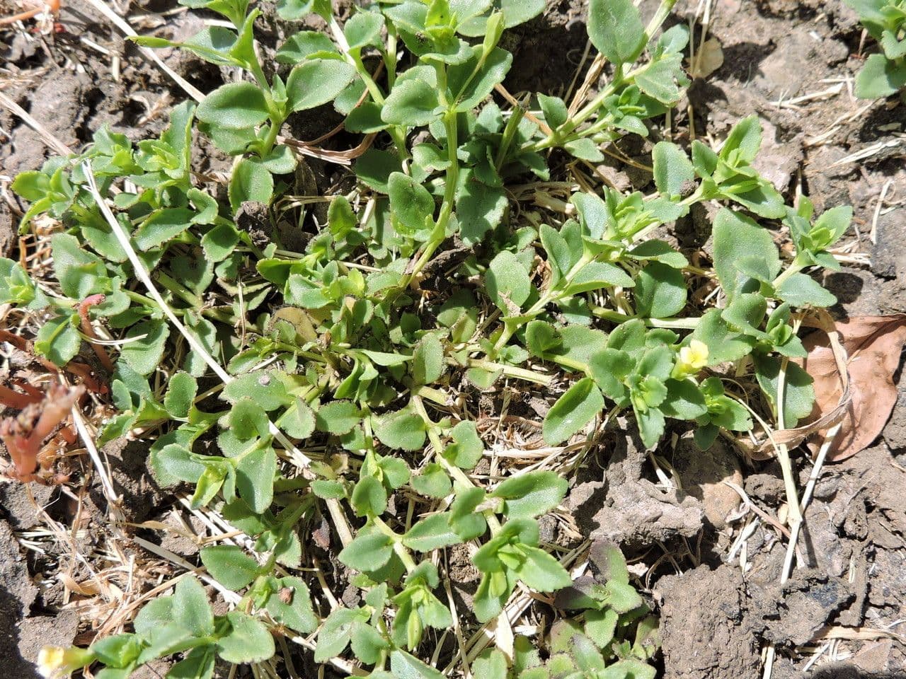 Mecardonia procumbens 9