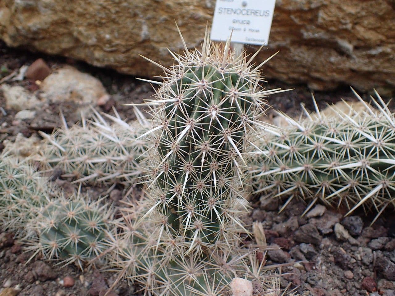 Chirinola 6