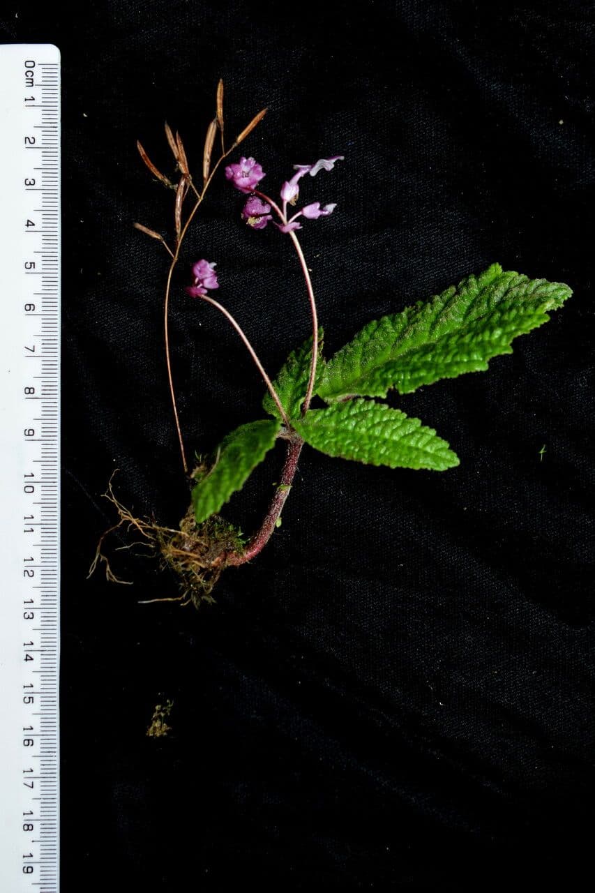 Didymocarpus oblungo 4
