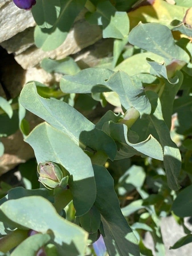 Cerinthe maggiore 16