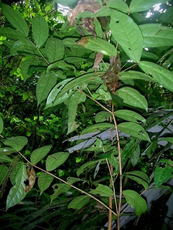 Eugenia 6