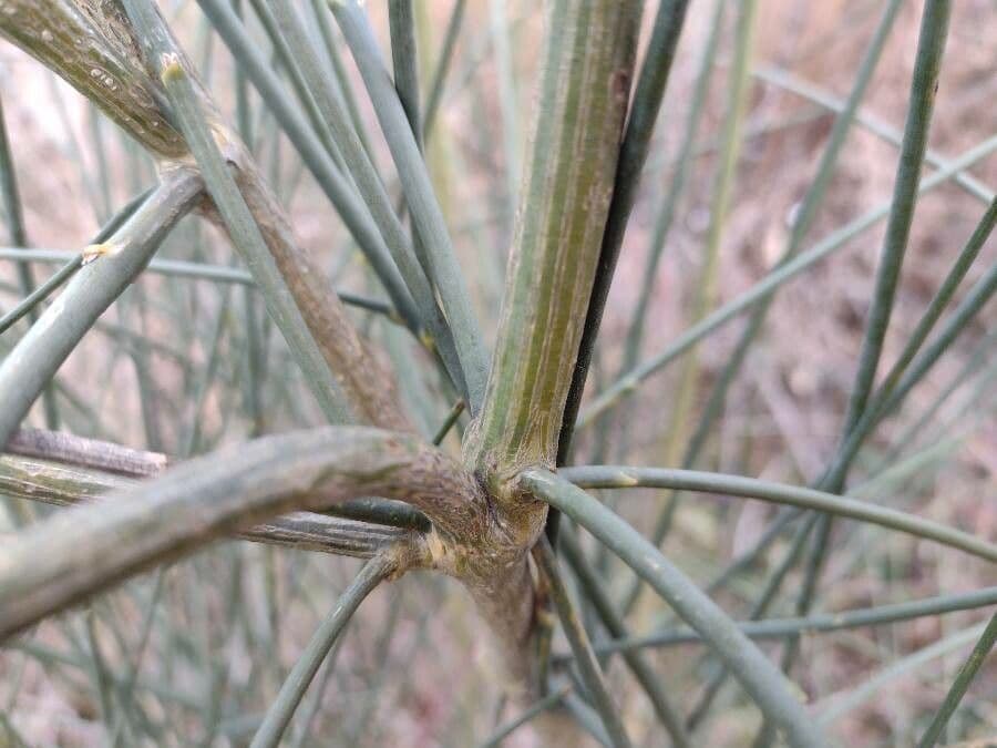 Ginestra odorosa 21