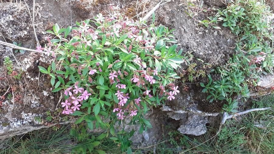 Saponaria rossa 27