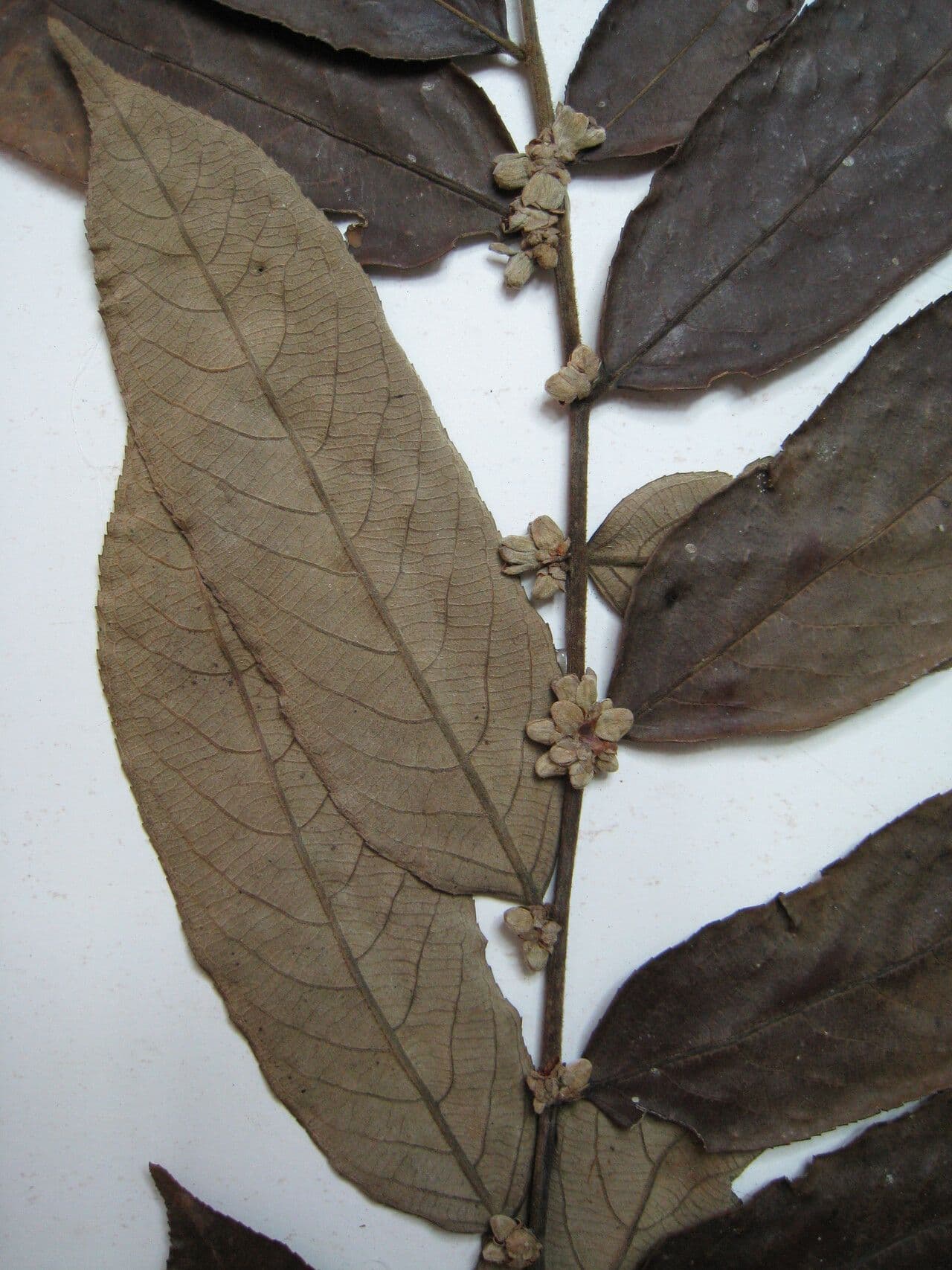 Casearia grandiflora 4