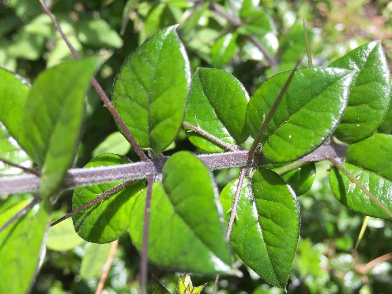 Dorniger Myrte 24