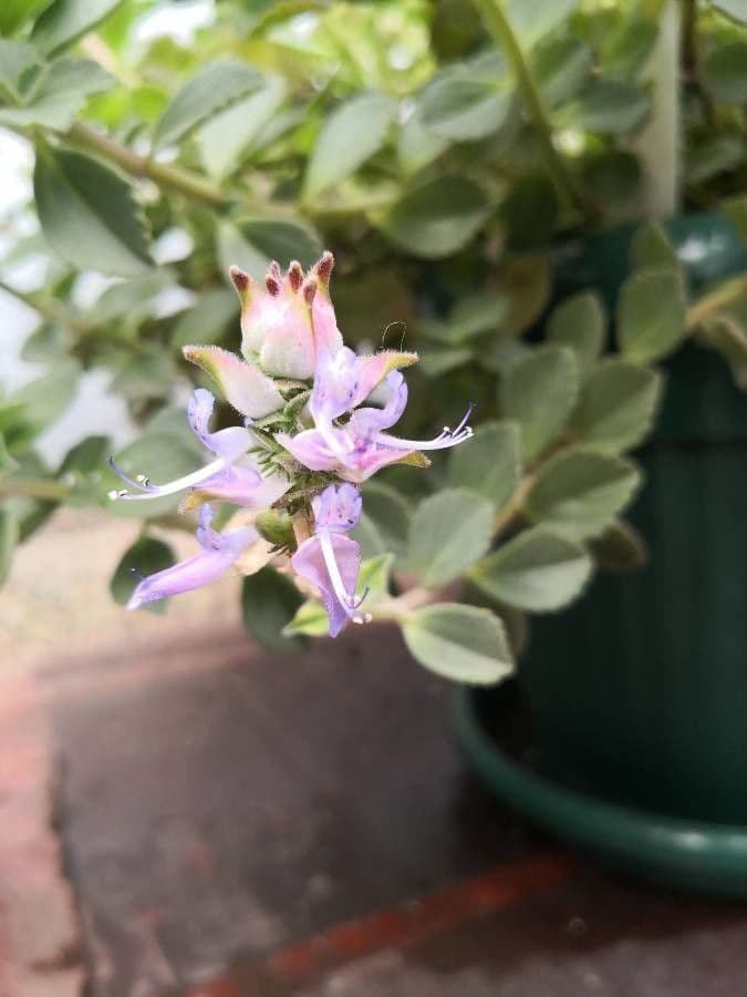 Plectranthus ornato 2
