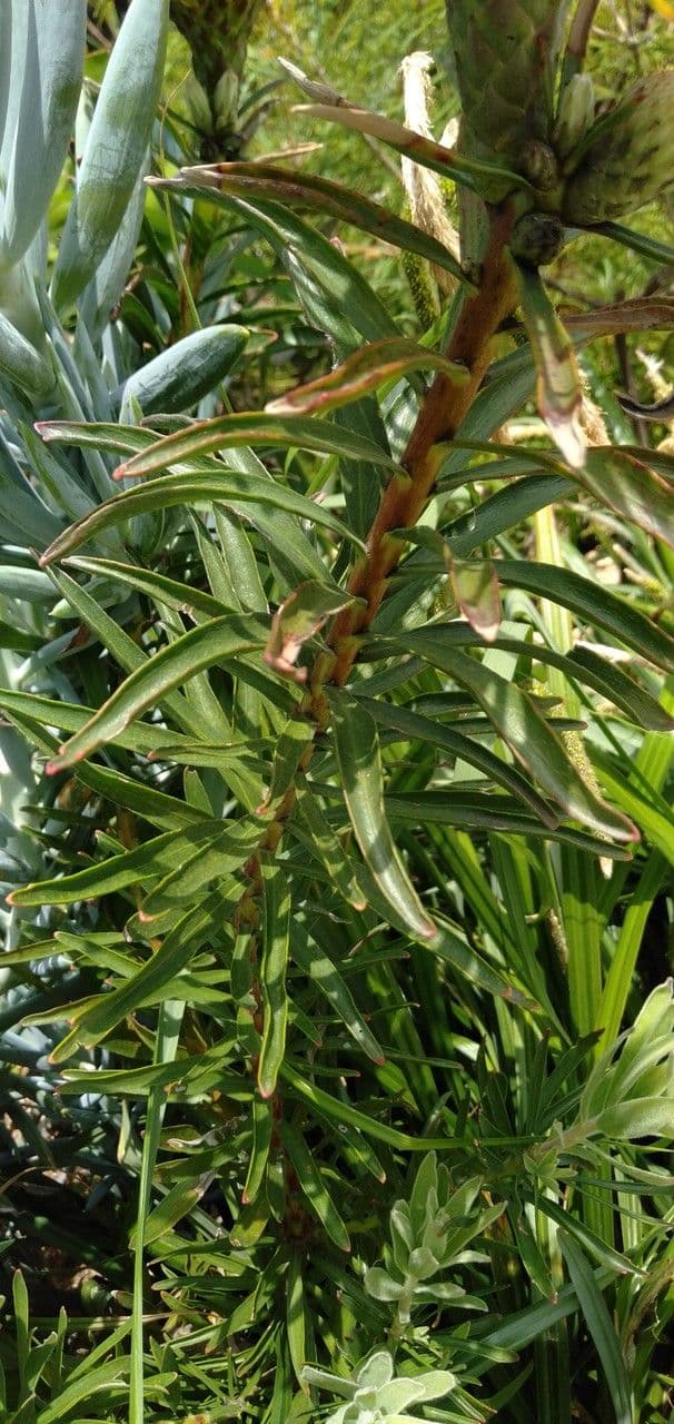 Leucospermum 13