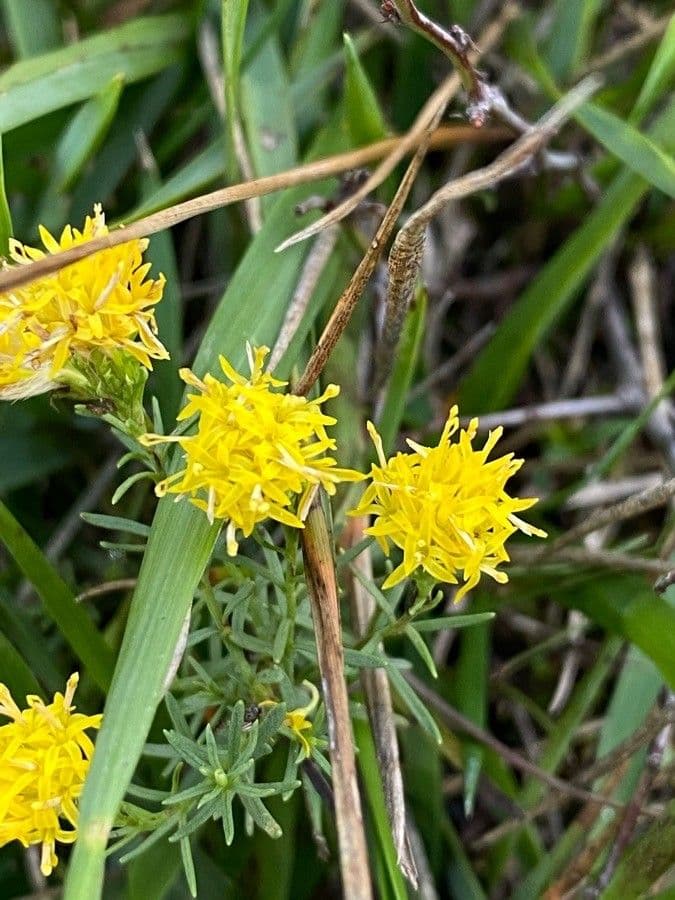 Astrička linosiris 6