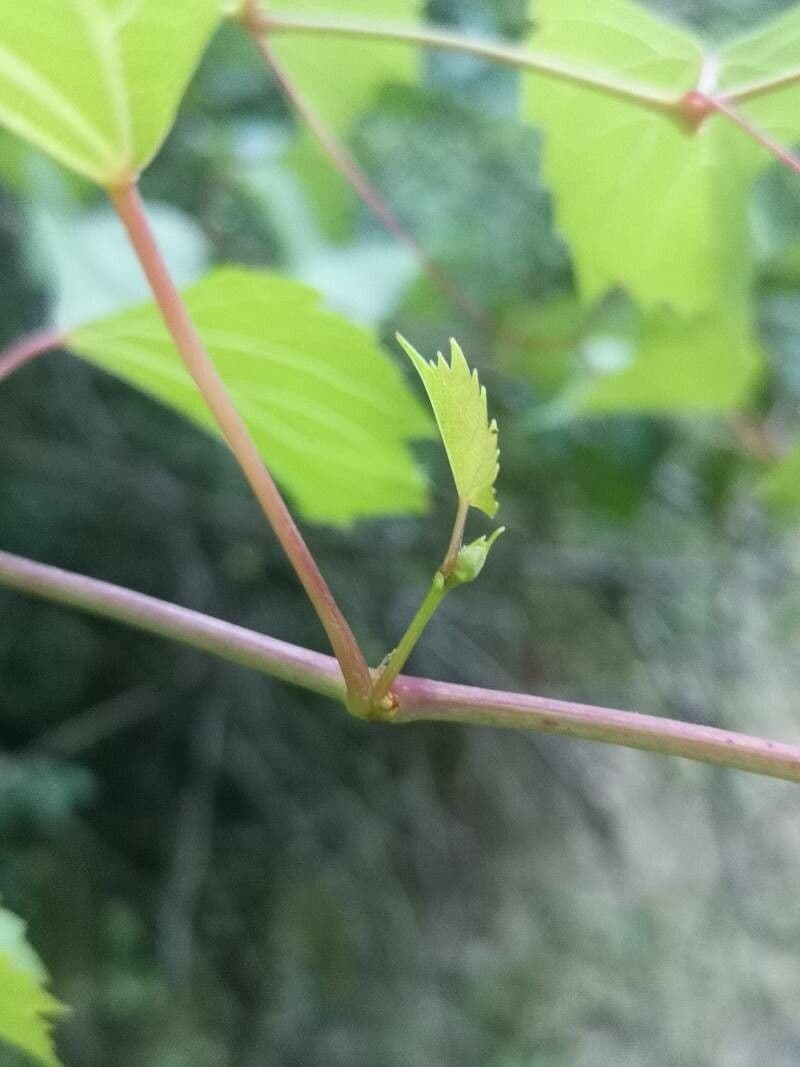 Vite rotondifolia 26