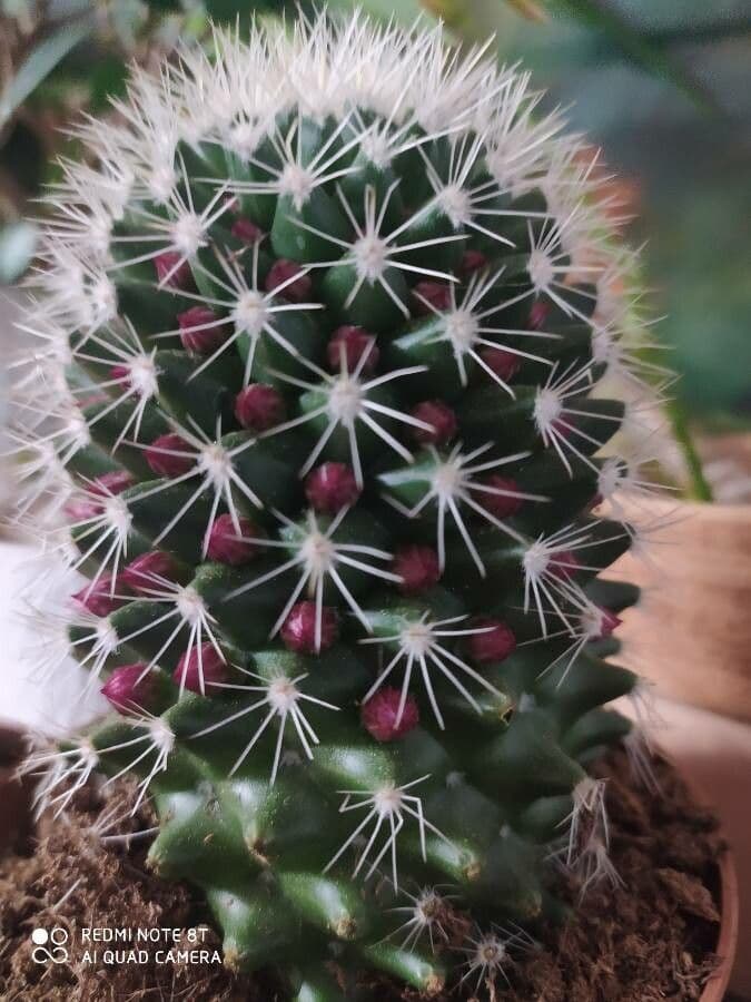 Cactus coussin de Backeberg 14