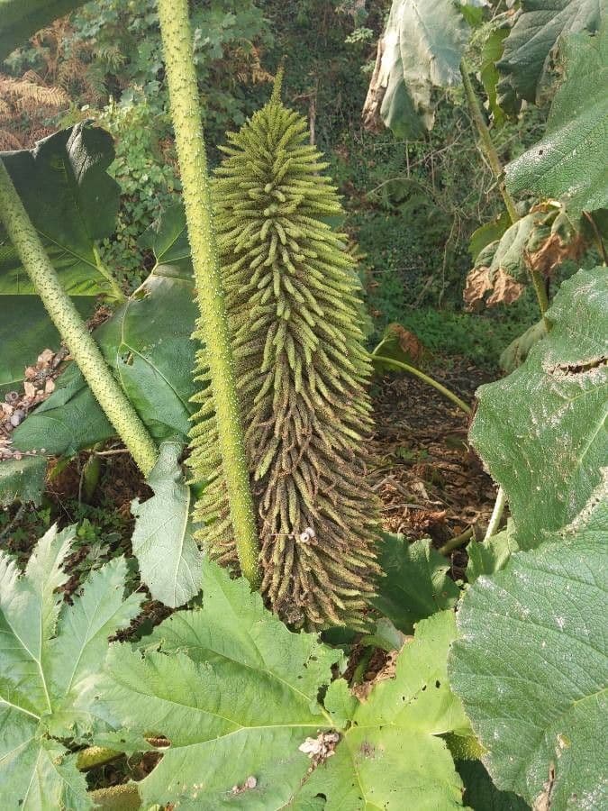 Gunnera tinctoria