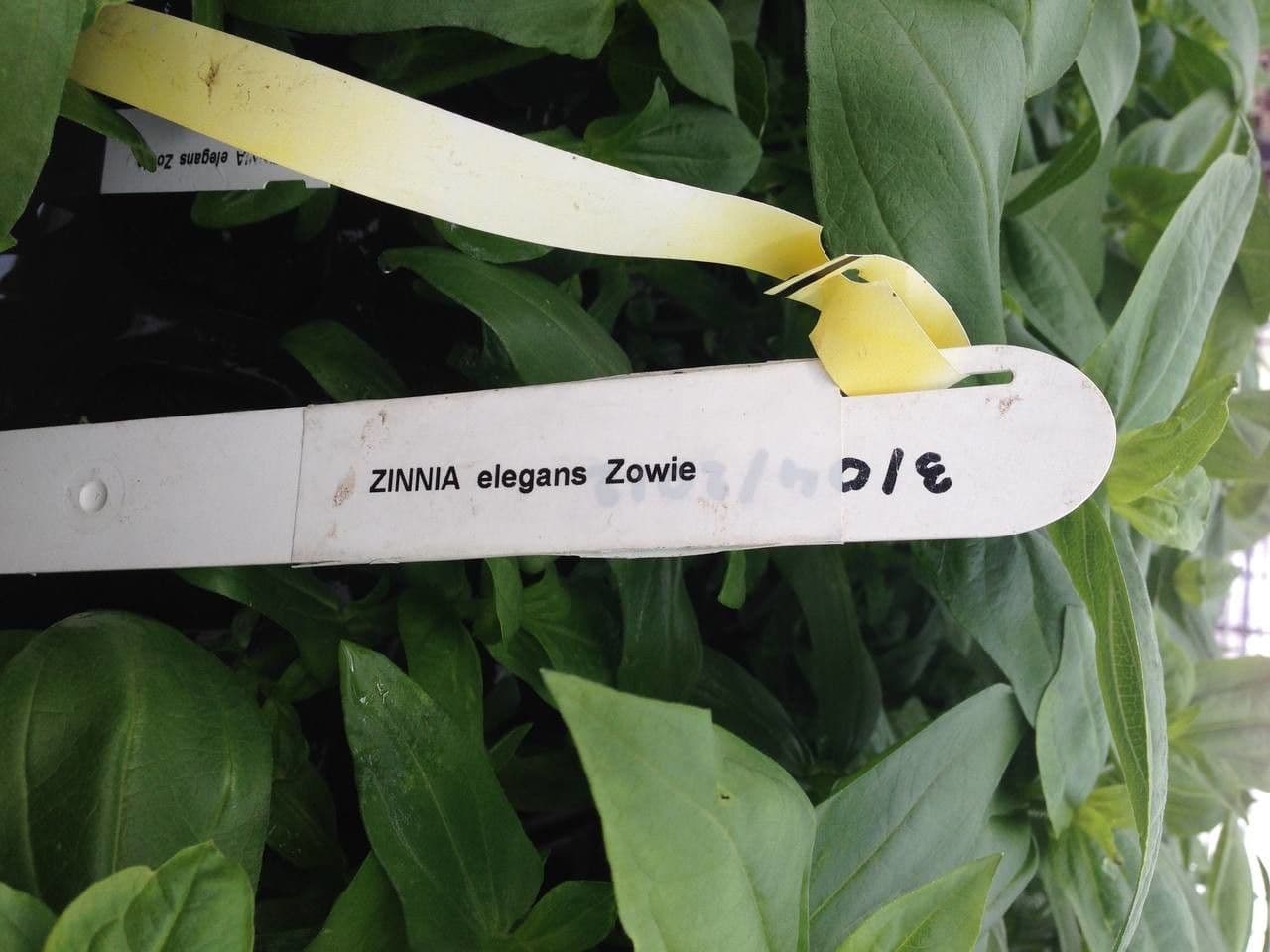 Zinnia 28