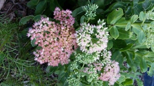 Algodonera 9