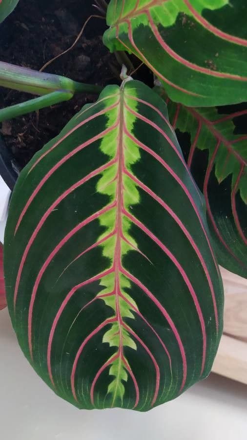 Maranta 11