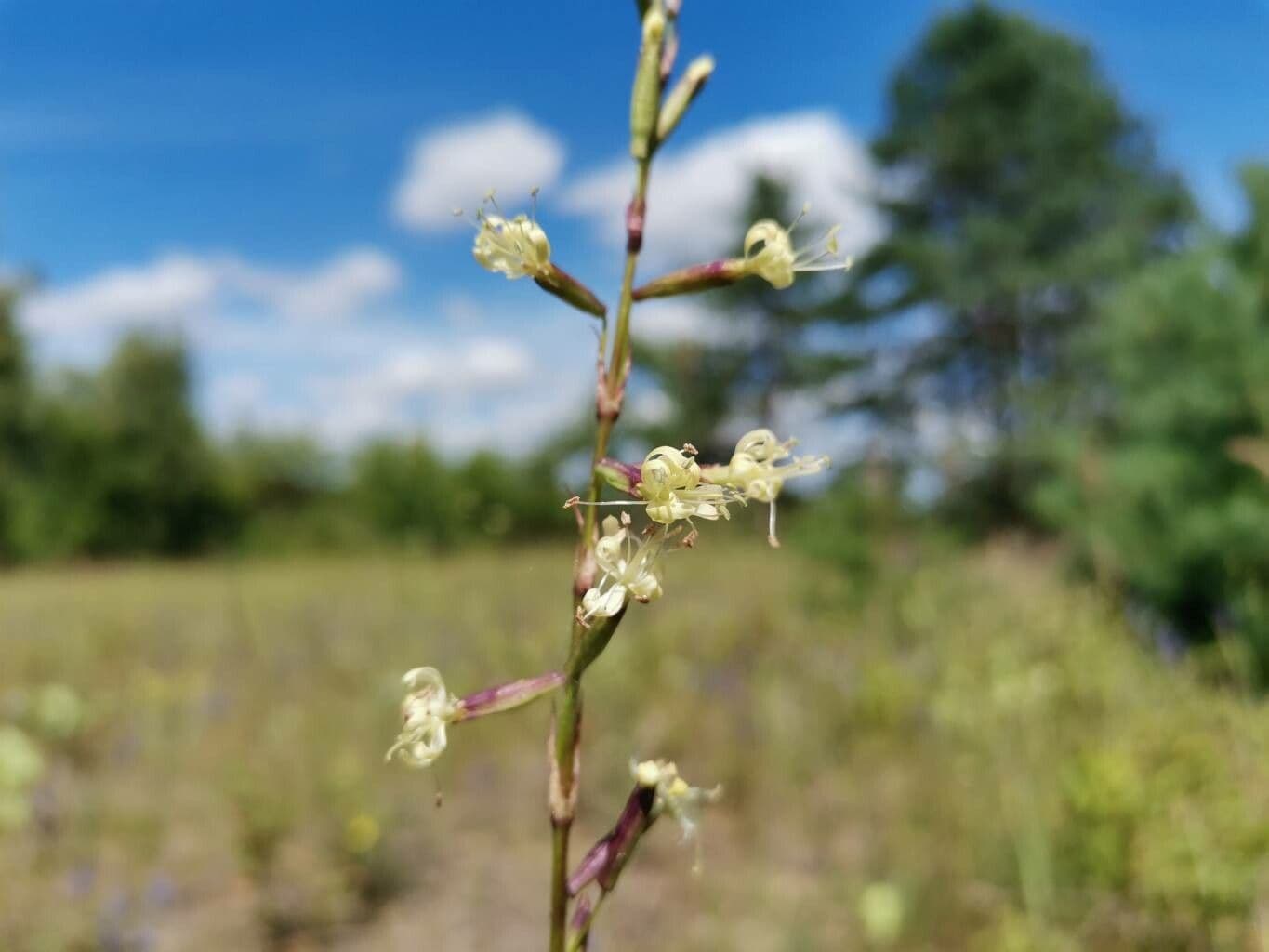 Silene 2