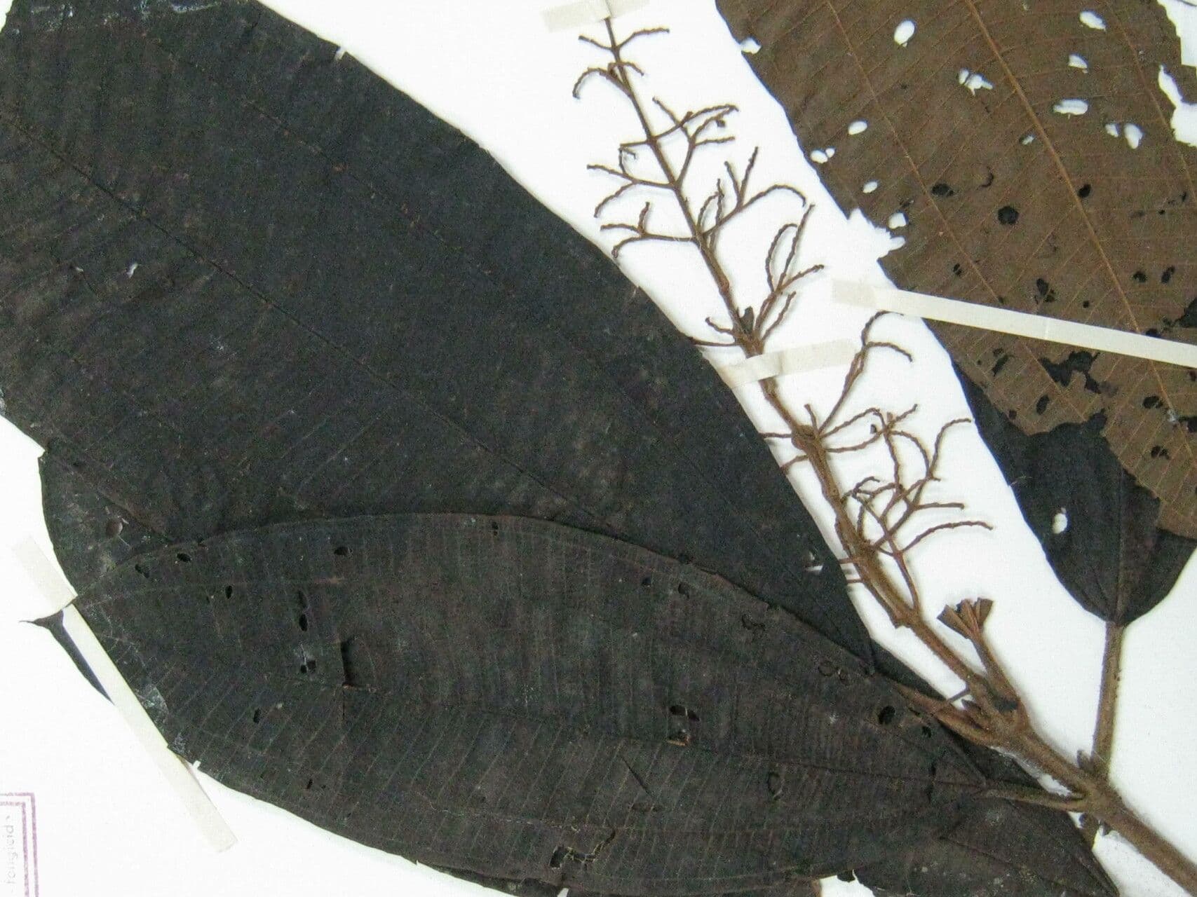 Miconia 3